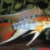 Schwarzkehl-Zwergbuntbarsch, Apistogramma viejita, paarweise