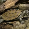 Schwarzknopf-Höckerschildkröte, Graptemys nigrinoda