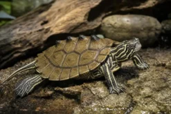 Schwarzknopf-Höckerschildkröte, Graptemys nigrinoda