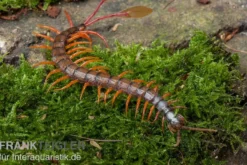 Schwarzkopf-Fähnchenskolopendra, Alipes multicostis