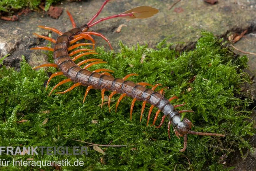 Schwarzkopf-Fähnchenskolopendra, Alipes multicostis