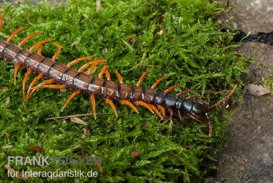 Schwarzkopf-Fähnchenskolopendra, Alipes multicostis