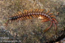 Schwarzkopf-Fähnchenskolopendra, Alipes multicostis