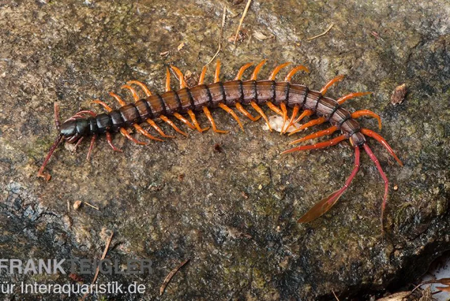 Schwarzkopf-Fähnchenskolopendra, Alipes multicostis