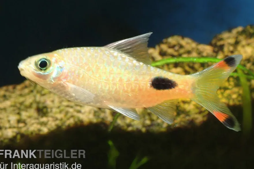 Schwarzlinienbarbe, Dawkinsia assimilis