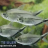 Schwarzliniensalmler, Moenkhausia costae