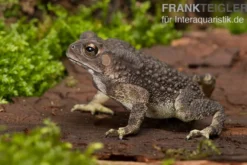 Schwarznarbenkröte, Bufo melanostictus