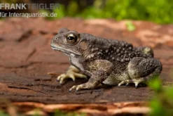 Schwarznarbenkröte, Bufo melanostictus