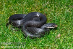 Schwarznatter, Coluber constrictor