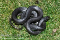 Schwarznatter, Coluber constrictor