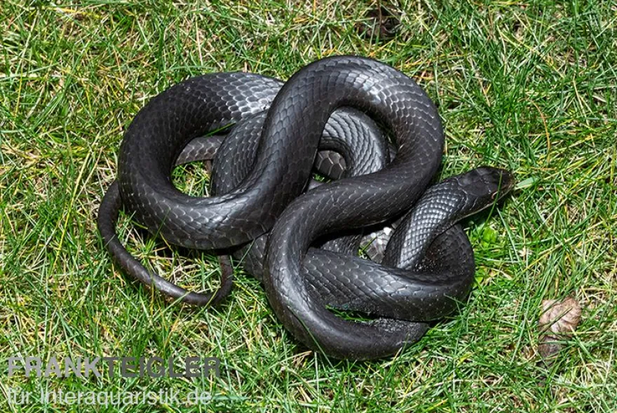 Schwarznatter, Coluber constrictor