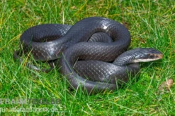 Schwarznatter, Coluber constrictor