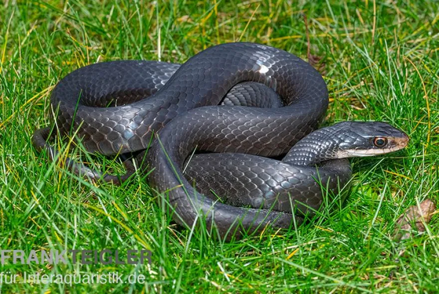 Schwarznatter, Coluber constrictor