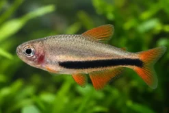 Schwarzpfeil-Königssalmler, Inpaichthys luizae