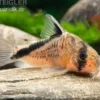 Schwarzrücken-Panzerwels, Corydoras metae