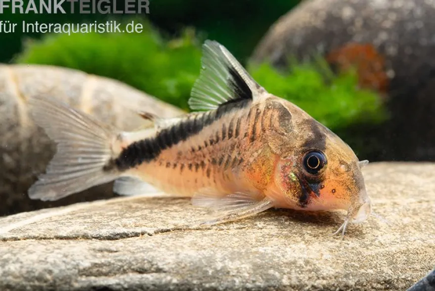 Schwarzrücken-Panzerwels, Corydoras metae
