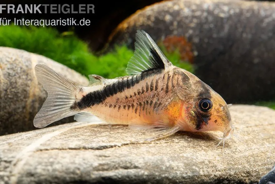 Schwarzrücken-Panzerwels, Corydoras metae