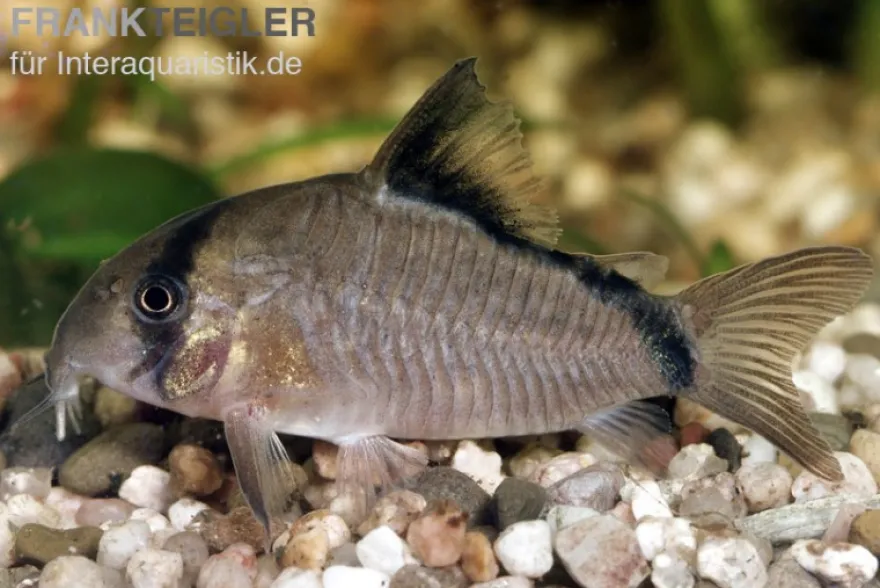 Schwarzrücken-Panzerwels, Corydoras metae