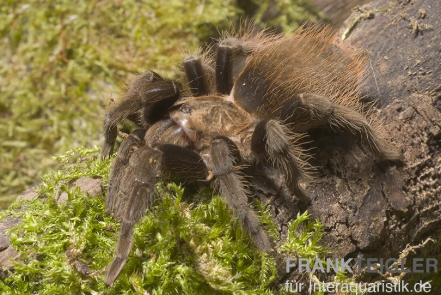 Schwarzrote Vogelspinne, Brachypelma vagans
