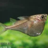 Schwarzschwingen-Beilbauchfisch, Carnegiella marthae (Minifisch)