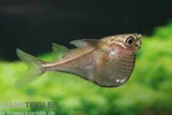 Schwarzschwingen-Beilbauchfisch, Carnegiella marthae (Minifisch)