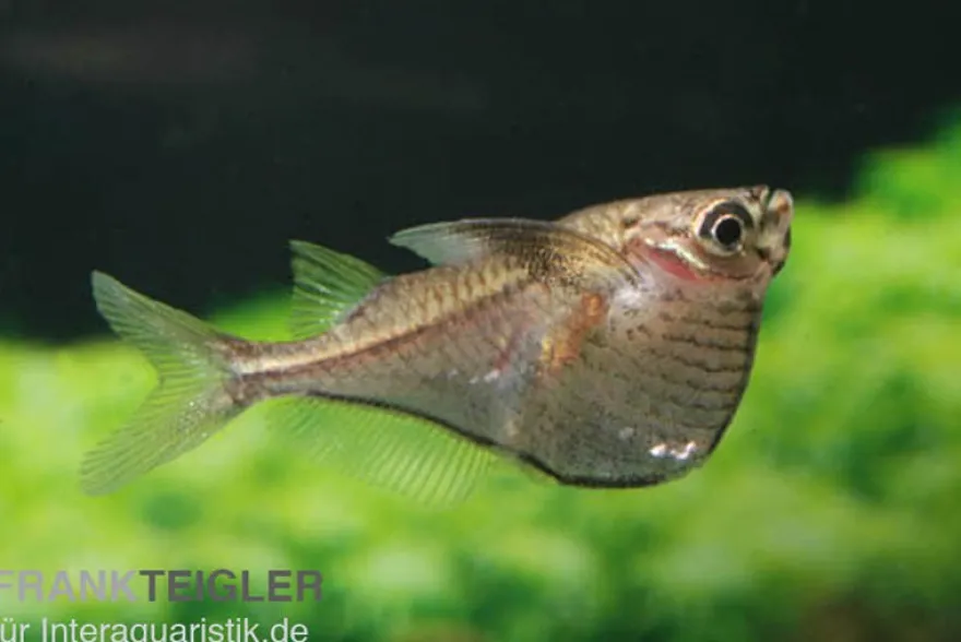 Schwarzschwingen-Beilbauchfisch, Carnegiella marthae (Minifisch)