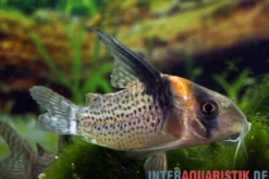 Schwarzsegel-Panzerwels, Corydoras brevirostris "CW27 High Fin"