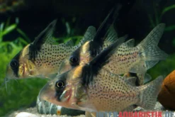 Schwarzsegel-Panzerwels, Corydoras brevirostris "CW27 High Fin"