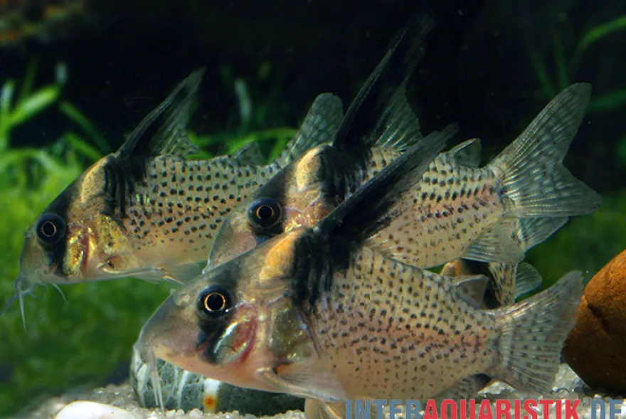 Schwarzsegel-Panzerwels, Corydoras brevirostris "CW27 High Fin"