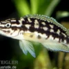 Schwarzweißer Schlankcichlide, Julidochromis transcriptus