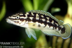 Schwarzweißer Schlankcichlide, Julidochromis transcriptus