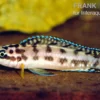 Schwarzweißer Schlankcichlide, Julidochromis transcriptus gombe, 3-5 cm