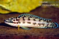 Schwarzweißer Schlankcichlide, Julidochromis transcriptus gombe, 3-5 cm