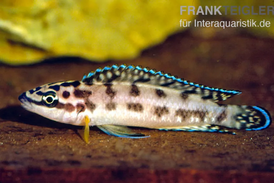 Schwarzweißer Schlankcichlide, Julidochromis transcriptus gombe, 3-5 cm