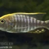 Schwefelkopf-Aulonocara, Aulonocara maylandi, DNZ