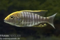 Schwefelkopf-Aulonocara, Aulonocara maylandi, DNZ