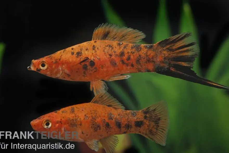 Schwertträger Berlin, Xiphophorus helleri, Zufällig ausgewählt