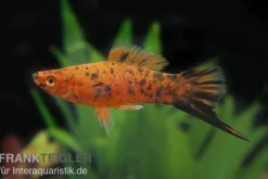 Schwertträger Berlin, Xiphophorus helleri, Zufällig ausgewählt