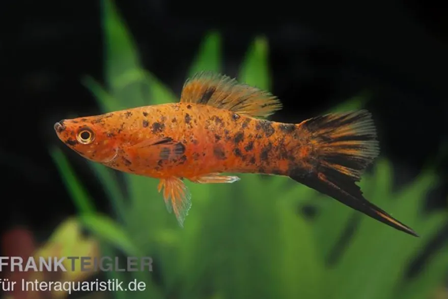 Schwertträger Berlin, Xiphophorus helleri, Zufällig ausgewählt