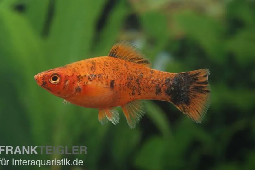 Schwertträger Berlin, Xiphophorus helleri, Zufällig ausgewählt
