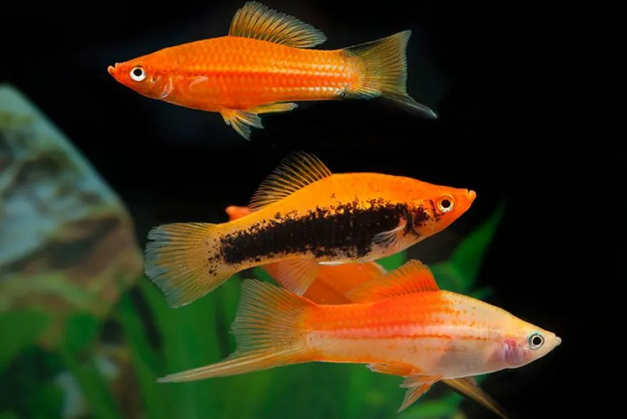 Schwertträger Farb-Mix, Xiphophorus helleri, Zufällig ausgewählt