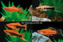 Schwertträger Farb-Mix, Xiphophorus helleri, Zufällig ausgewählt