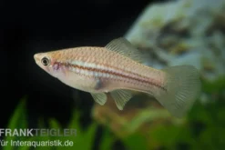 Schwertträger Grün, Xiphophorus helleri, Zufällig ausgewählt