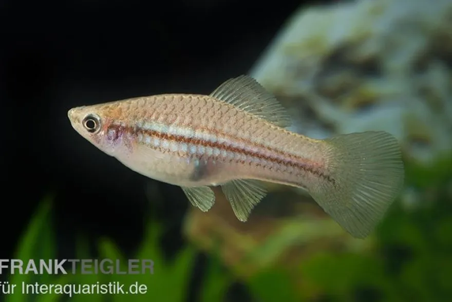 Schwertträger Grün, Xiphophorus helleri, Zufällig ausgewählt
