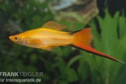 Schwertträger Komet Orange, Xiphophorus helleri, Zufällig ausgewählt