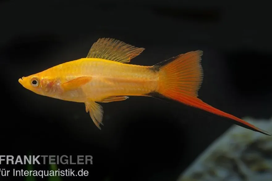Schwertträger Komet Orange, Xiphophorus helleri, Zufällig ausgewählt