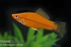 Schwertträger Komet Rot, Xiphophorus helleri, Zufällig ausgewählt