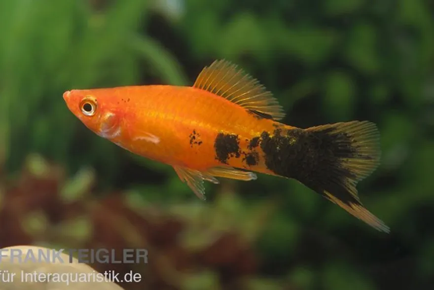 Schwertträger Marmor orange, Xiphophorus helleri, Zufällig ausgewählt