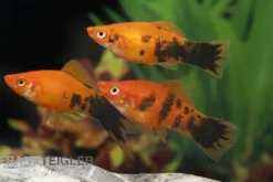 Schwertträger Marmor orange, Xiphophorus helleri, Zufällig ausgewählt