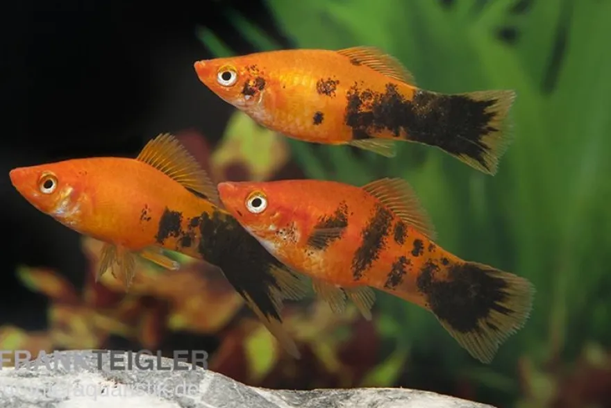 Schwertträger Marmor orange, Xiphophorus helleri, Zufällig ausgewählt